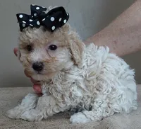 Rook majestic 2 pounds, a male Poodle - Toy  for sale in Colcord, OK – Photo 9 of 10