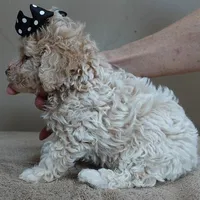 male sale 2 , a male Poodle - Toy  for sale in Colcord, OK – Photo 2 of 10