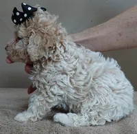 Rook majestic 2 pounds, a male Poodle - Toy  for sale in Colcord, OK – Photo 3 of 10