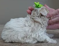 Rook majestic, a male Poodle - Toy  for sale in Colcord, OK – Photo 8 of 10