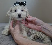 male sale 1 , a male Poodle - Toy  for sale in Colcord, OK – Photo 3 of 9