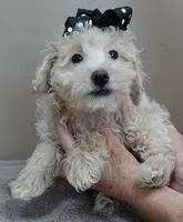 male sale 1 , a male Poodle - Toy  for sale in Colcord, OK – Photo 2 of 9