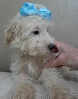 poodle therapy, a male Poodle - Toy  for sale in Colcord, OK – Photo 6 of 9