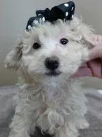 male sale 1 , a male Poodle - Toy  for sale in Colcord, OK – Photo 7 of 9