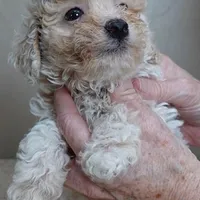 male sale 2 , a male Poodle - Toy  for sale in Colcord, OK – Photo 6 of 10