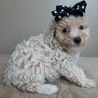 male sale 2 , a male Poodle - Toy  for sale in Colcord, OK – Photo 5 of 10