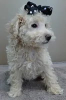 male sale 1 , a male Poodle - Toy  for sale in Colcord, OK – Photo 6 of 9