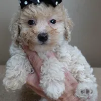 male sale 2 , a male Poodle - Toy  for sale in Colcord, OK – Photo 3 of 10