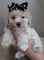 Rook majestic 2 pounds, a male Poodle - Toy  for sale in Colcord, OK – Photo 2 of 10