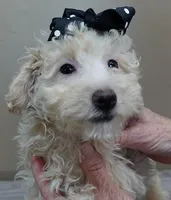 male sale 1 , a male Poodle - Toy  for sale in Colcord, OK – Photo 8 of 9