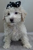 male sale 1 , a male Poodle - Toy  for sale in Colcord, OK – Photo 1 of 9
