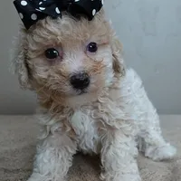 male sale 2 , a male Poodle - Toy  for sale in Colcord, OK – Photo 8 of 10