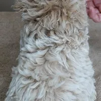 male sale 2 , a male Poodle - Toy  for sale in Colcord, OK – Photo 10 of 10