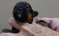 Tiny Daisy 7 1/4 ounces, a female Yorkshire Terrier for sale in Colcord, OK – 3 of 7