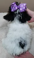 TEACUP Claire 1.2 lbs , a female Yorkshire Terrier for sale in Colcord, OK – 10 of 10