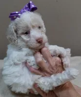 Lemon chiffon Effie LAST ONE, a female Poodle - Toy  for sale in Colcord, OK – 9 of 10