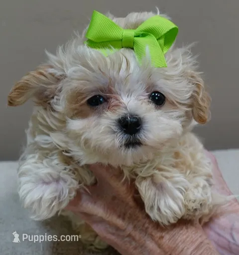 Dex – Maltipoo puppy for sale in Colcord, OK