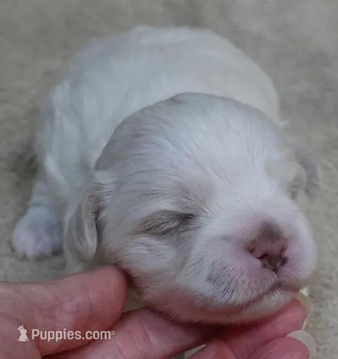 Bogie – Maltese puppy for sale in Colcord, OK