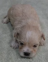 Poppy 13 ounces, a female Maltipoo for sale in Colcord, OK – 2 of 10