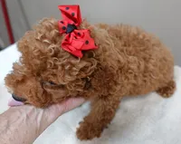 Deep Red, a male Poodle - Toy  for sale in Colcord, OK – 3 of 10