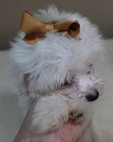 Zuko 1 lb 4 ozs, a male Maltipoo for sale in Colcord, OK – 2 of 10