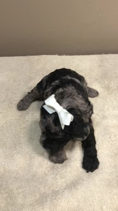 Milo blue merle, a male Poodle - Toy  for sale in Colcord, OK – 10 of 10