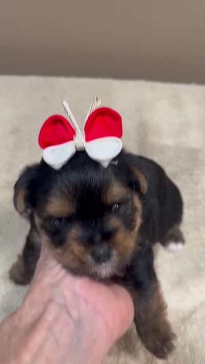 Moose, a male Yorkshire Terrier for sale in Colcord, OK – 10 of 10