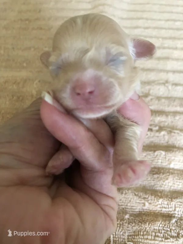 Duchess – Maltipoo puppy for sale in Colcord, OK