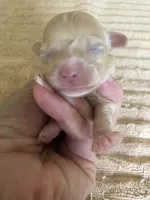 Duchess, a female Maltipoo for sale in Colcord, OK – 1 of 10