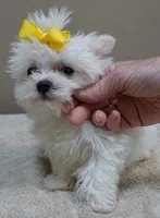 1.3 LBS MICRO TEACUP, a male Maltese for sale in Colcord, OK – 5 of 10