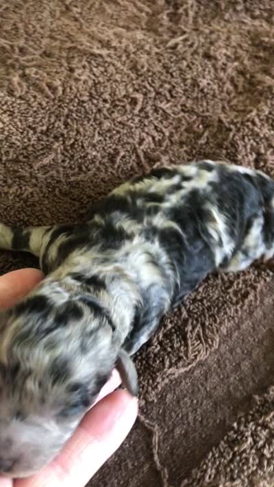 Stanley, a male Poodle - Toy  for sale in Colcord, OK – 3 of 10