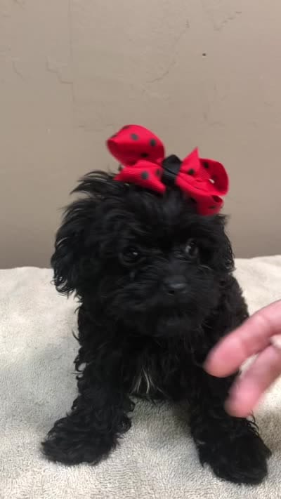 TEACUP Niko 1 lb 11 ozs, a male Maltipoo for sale in Colcord, OK – 3 of 10