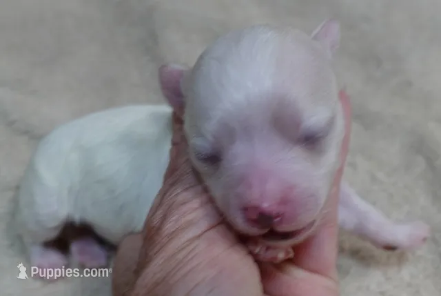Zuko – Maltipoo puppy for sale in Colcord, OK