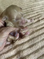 Duchess, a female Maltipoo for sale in Colcord, OK – 9 of 10