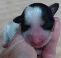 Tiny Bunny, a female Yorkshire Terrier for sale in Colcord, OK – 3 of 5