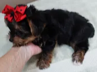 Moose, a male Yorkshire Terrier for sale in Colcord, OK – 6 of 10