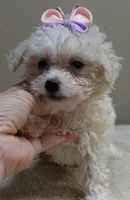 Olivia 1.4 lbs, a female Maltipoo for sale in Colcord, OK – 4 of 10