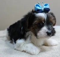 Eli parti, a male Yorkshire Terrier for sale in Colcord, OK – 8 of 10