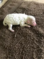 Snow White , a female Poodle - Toy  for sale in Colcord, OK – 10 of 10