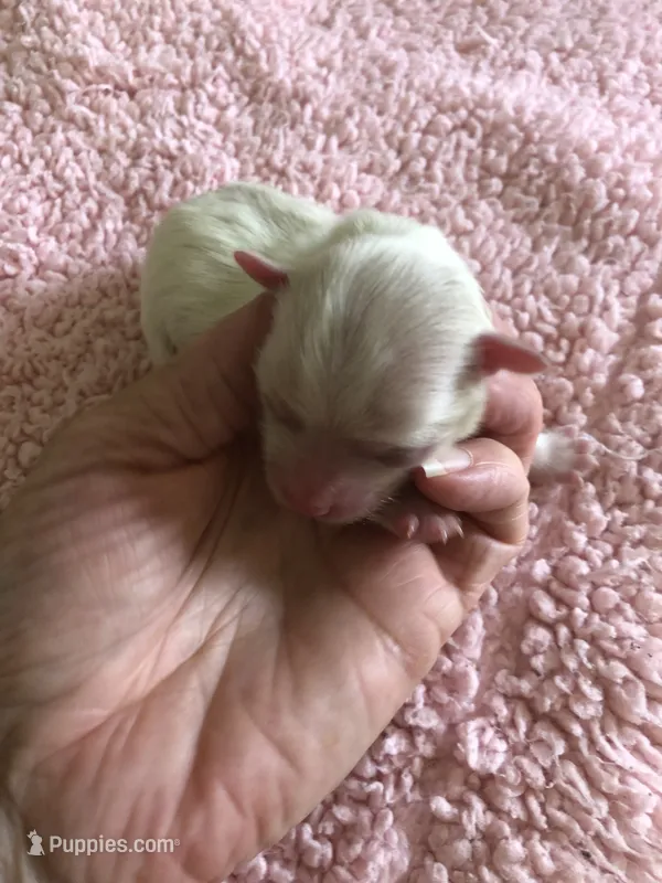 Brookie – Maltipoo puppy for sale in Colcord, OK