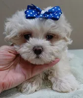 Bogie, a male Maltese for sale in Colcord, OK – 7 of 10