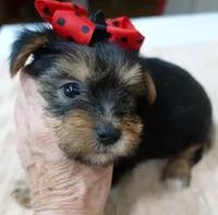 Ziggy 2 lbs 1 ounce, a male Yorkshire Terrier for sale in Colcord, OK – 8 of 10