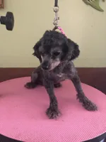 Liberty Scout 4 lbs, a male Poodle - Toy  for sale in Colcord, OK – Photo 4 of 10