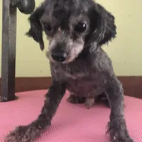 Liberty Scout 4 lbs toy, a male Poodle - Toy  for sale in Colcord, OK – Photo 2 of 10