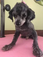 Liberty Scout 4 lbs, a male Poodle - Toy  for sale in Colcord, OK – Photo 2 of 10