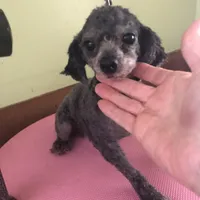 Liberty Scout 4 lbs toy, a male Poodle - Toy  for sale in Colcord, OK – Photo 3 of 10