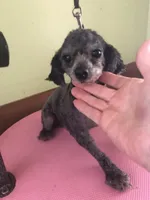 Liberty Scout 4 lbs, a male Poodle - Toy  for sale in Colcord, OK – Photo 6 of 10