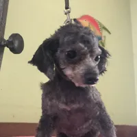Liberty Scout 4 lbs toy, a male Poodle - Toy  for sale in Colcord, OK – Photo 1 of 10