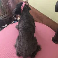 Liberty Scout 4 lbs toy, a male Poodle - Toy  for sale in Colcord, OK – Photo 10 of 10