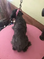 Liberty Scout 4 lbs, a male Poodle - Toy  for sale in Colcord, OK – Photo 10 of 10